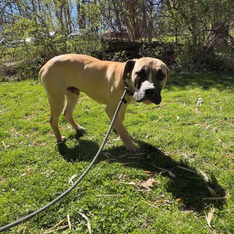 A young medium-sized male Yellow / Tan / Blond / Fawn Mixed Breed dog named Giovanni for adoption in Birdsboro, PA