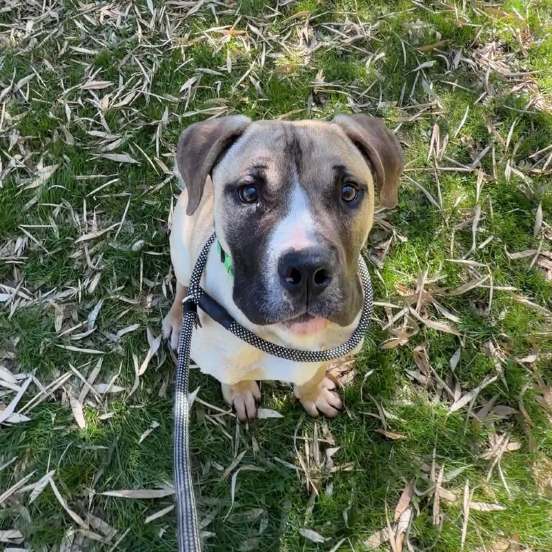 Giovanni thumbnail 3