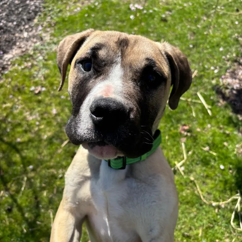 Giovanni thumbnail 4