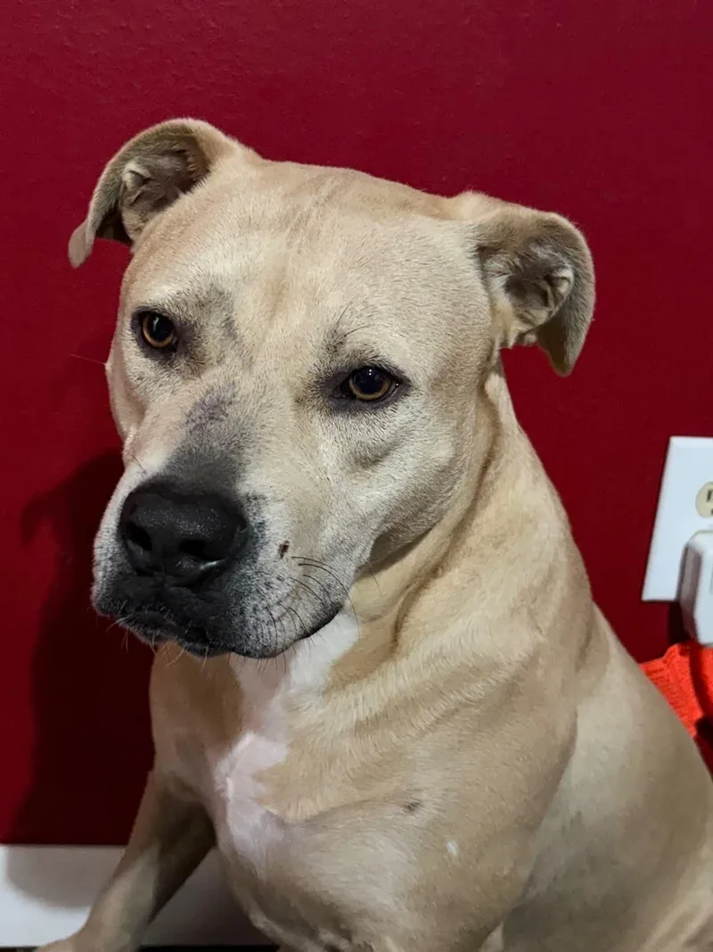 An adult large-sized male Terrier dog named Billy for adoption in Ruston, LA