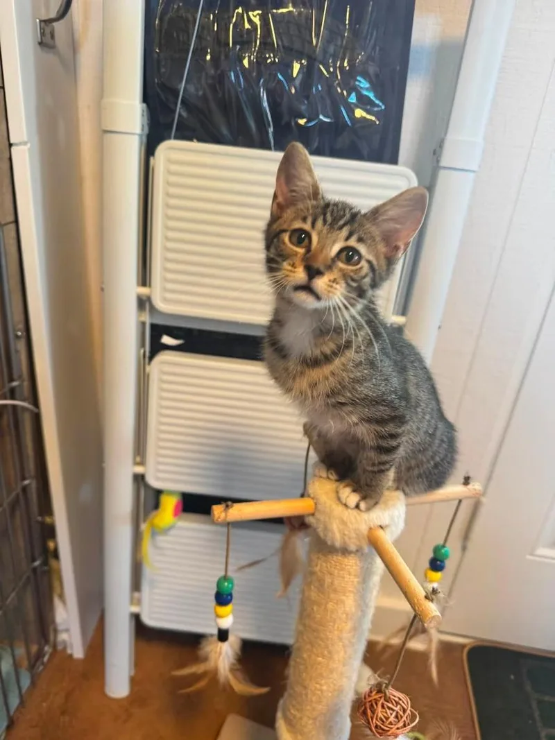 A baby small-sized male Tabby (Buff / Tan / Fawn) Domestic Short Hair cat named Gus for adoption in Tampa, FL