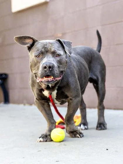 An adult large-sized male Mixed Breed dog named Jubar for adoption in Chamblee, GA