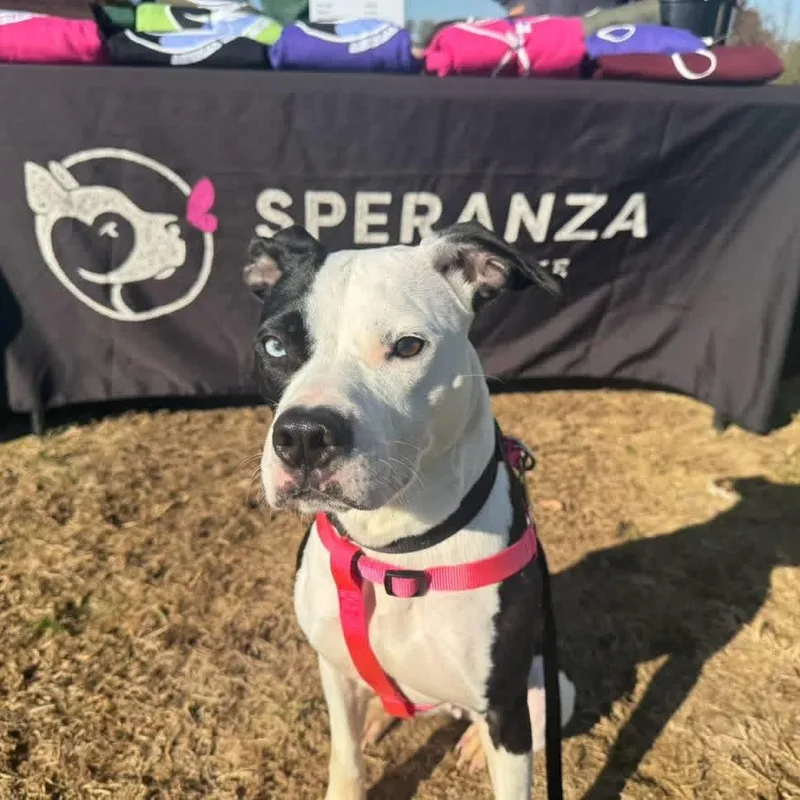 A young medium-sized female Black Pit Bull Terrier dog named Luna for adoption in Mechanicsburg, PA