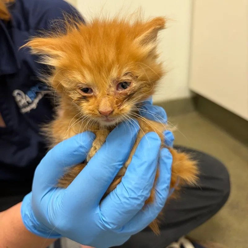 A baby small-sized male Orange / Red Domestic Short Hair cat named 71122 for adoption in Harrisonburg, VA