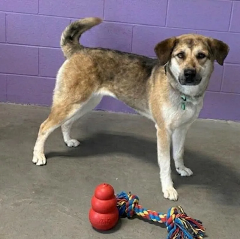 A young large-sized female Shepherd dog named Tabby for adoption in North Prairie, WI