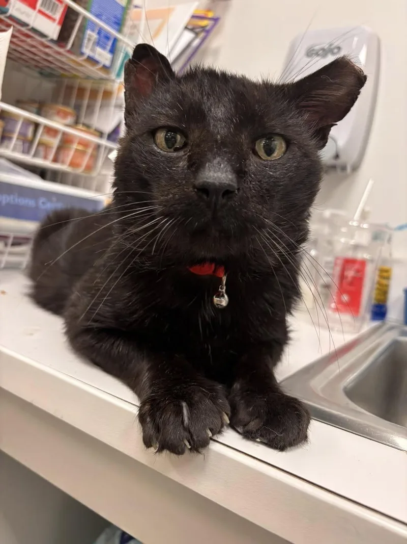 An adult medium-sized male Black Domestic Short Hair cat named Hauwie for adoption in Staten Island, NY