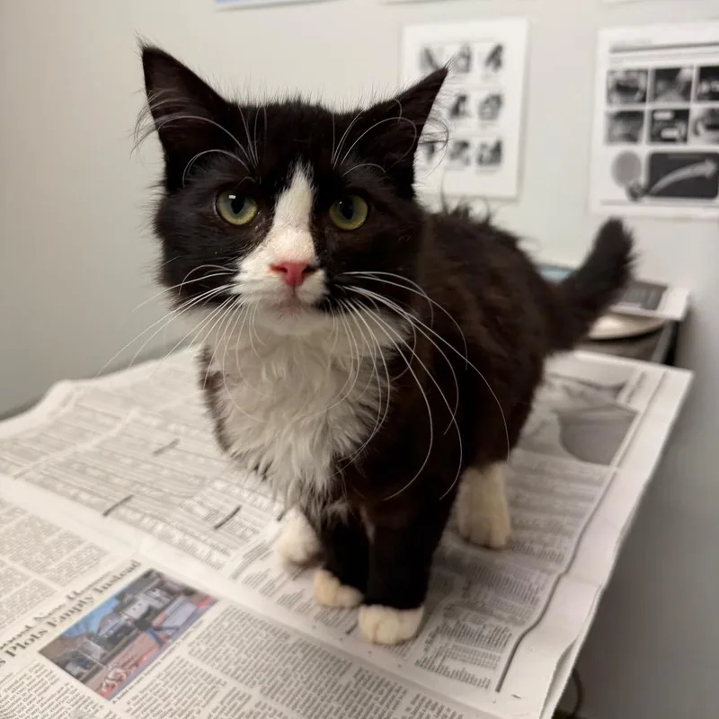 A baby medium-sized male Black Domestic Medium Hair cat named Smalls for adoption in Jacksonville, FL