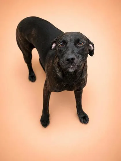 An adult large-sized female Mountain Cur dog named Roxie ~ Sponsored for adoption in Bowling Green, KY