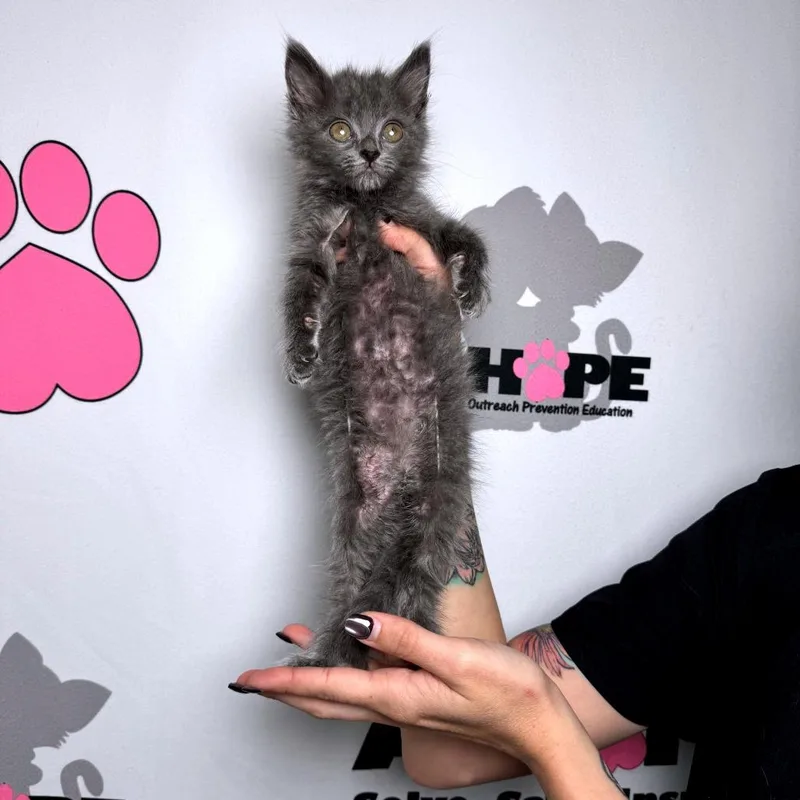 A baby small-sized female Gray / Blue / Silver Domestic Medium Hair cat named Soggy Bottom for adoption in Milton, FL
