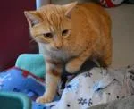 A senior large-sized female Tabby (Orange / Red) Domestic Short Hair cat named Frack for adoption in House Springs, MO