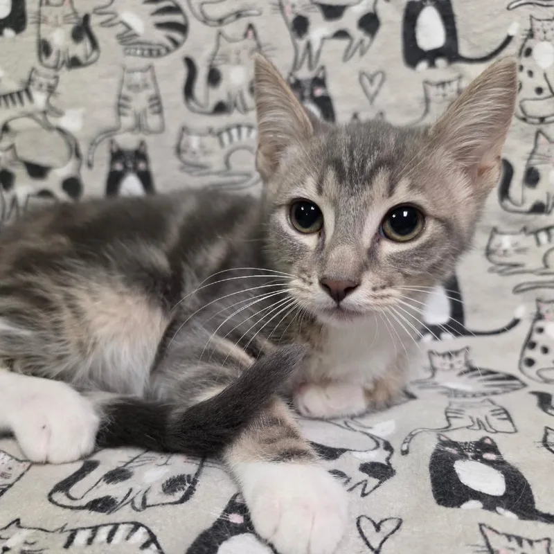 A baby medium-sized male Tabby (Gray / Blue / Silver) Domestic Short Hair cat named Flannel for adoption in Graham, WA