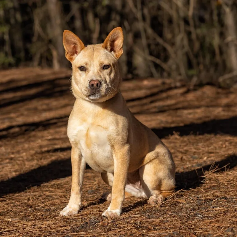 An adult small-sized female Yellow / Tan / Blond / Fawn Cattle Dog dog named L'il Toast for adoption in Covington, GA