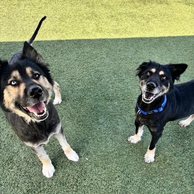 A senior medium-sized female Black German Shepherd Dog dog named Leticia for adoption in Kanab, UT