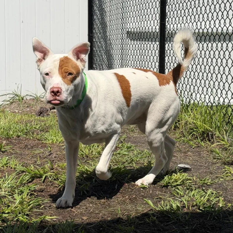 A young medium-sized male White / Cream Terrier dog named Hercules for adoption in Tampa, FL
