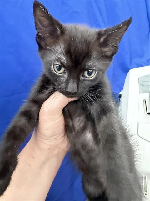 A baby medium-sized male Domestic Short Hair cat named Pulto for adoption in Dallas, TX