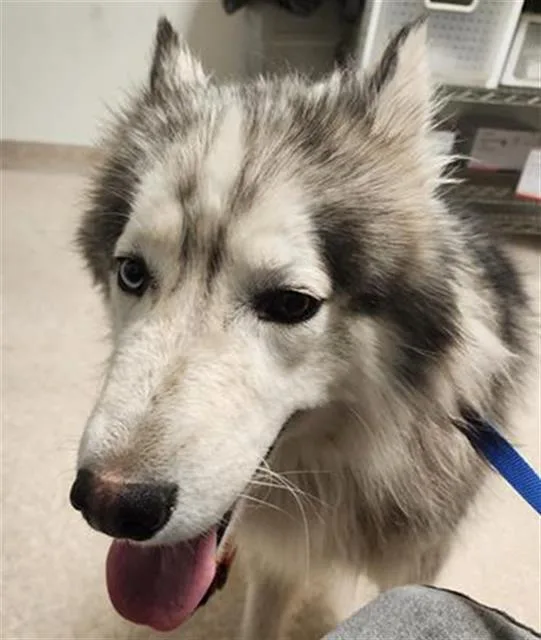 An adult large-sized male Siberian Husky dog named Gandalf The Grey for adoption in Bakersfield, CA