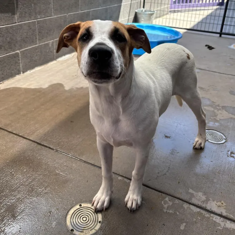 A young medium-sized female White / Cream Mixed Breed dog named Reba for adoption in Tacoma, WA