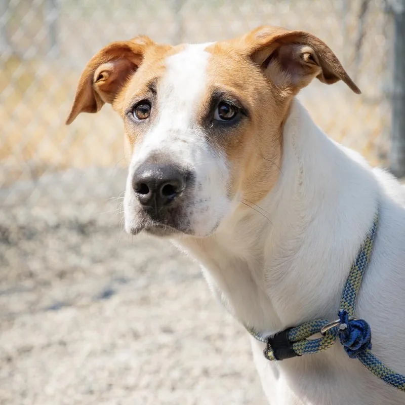 Reba thumbnail 5