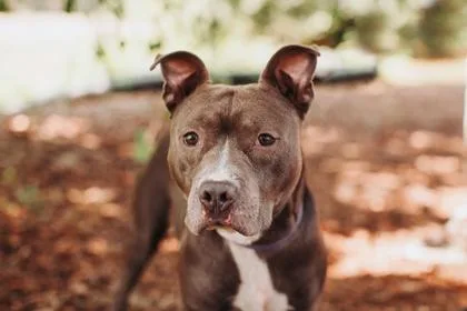 An adult medium-sized male American Staffordshire Terrier dog named a Yor for adoption in North Charleston, SC
