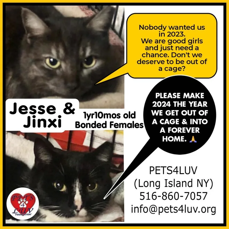 Jinxy Mineola thumbnail 2