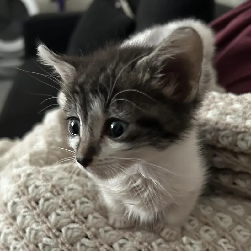A baby small-sized female Gray / Blue / Silver Domestic Short Hair cat named Bee for adoption in San Antonio, TX
