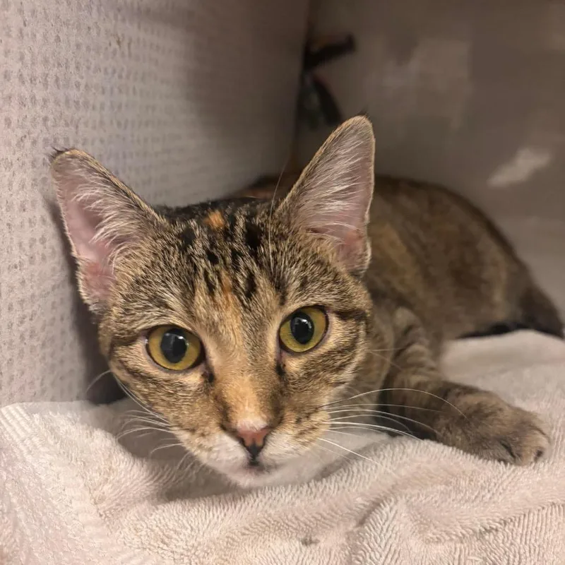A young medium-sized female Brown / Chocolate Domestic Short Hair cat named Marigold Meet Me At for adoption in Buffalo, MN