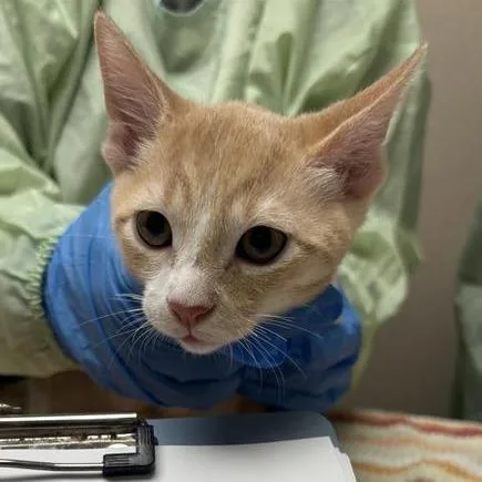A baby small-sized male Domestic Short Hair cat named Power for adoption in Tempe, AZ