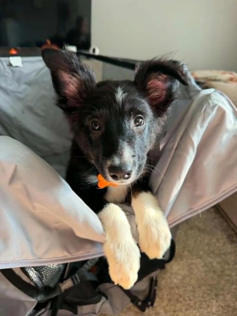 Bowie