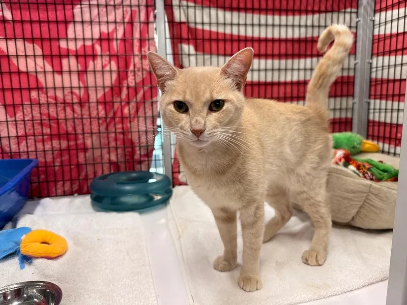 A young medium-sized male Domestic Short Hair cat named Pyere for adoption in Raleigh, NC