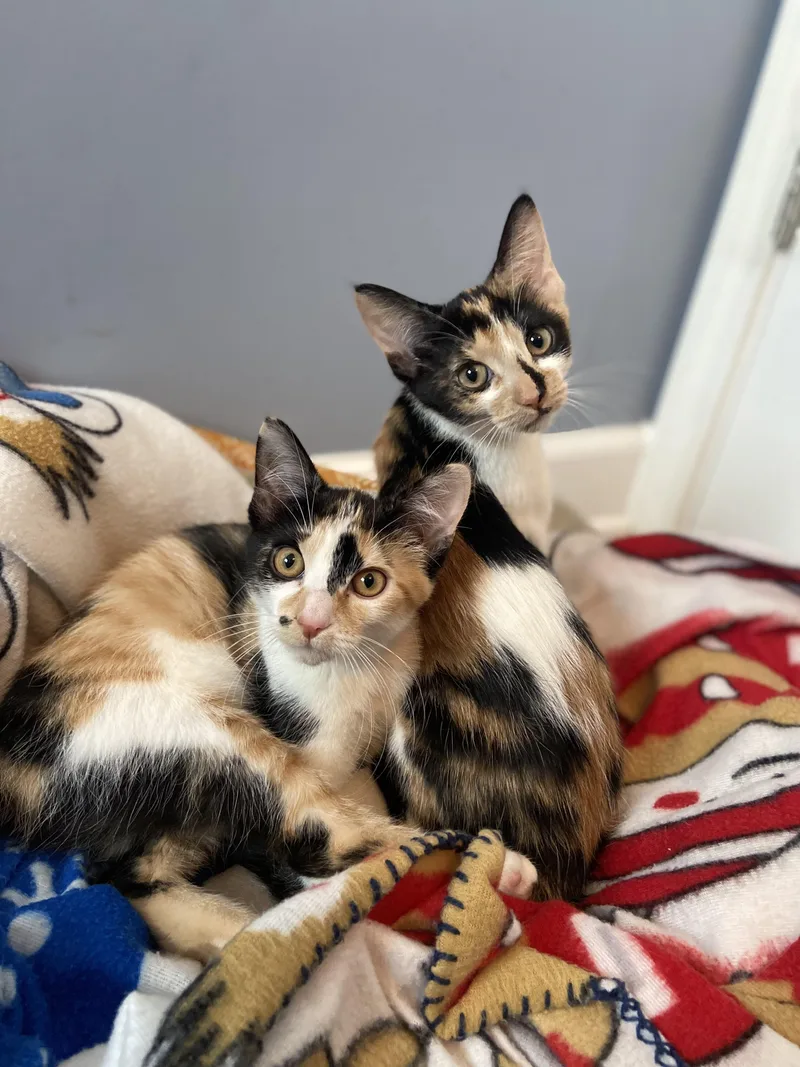 Brownie & Biscotti thumbnail 2