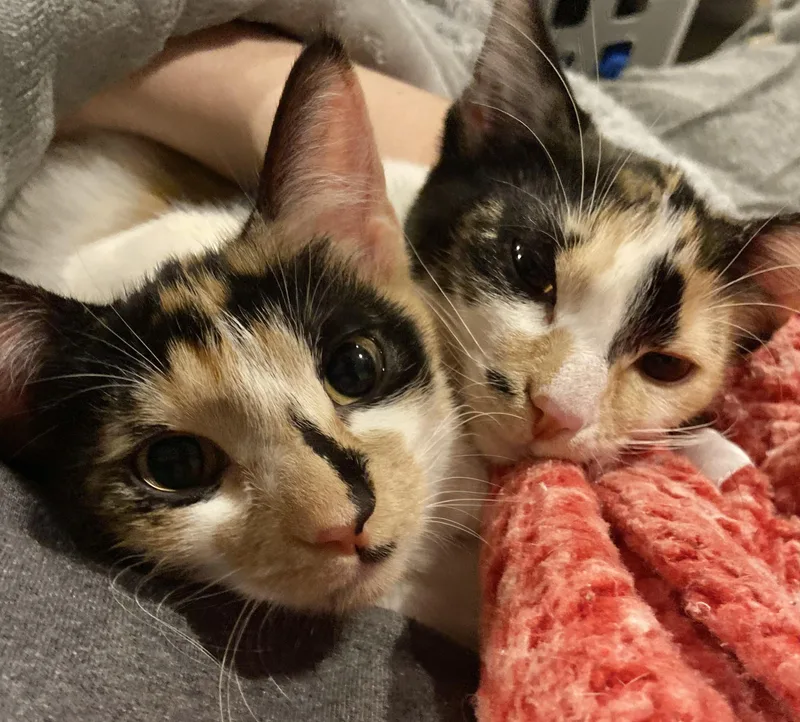 Brownie & Biscotti thumbnail 3