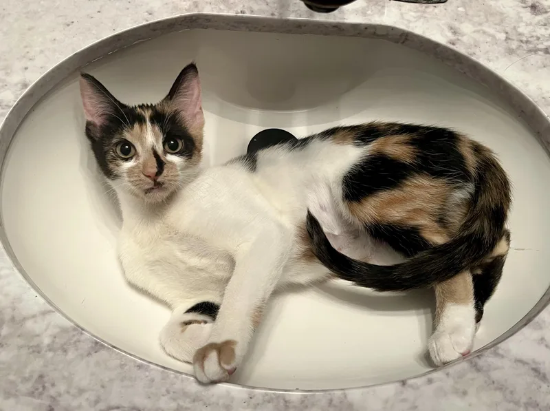 Brownie & Biscotti thumbnail 4