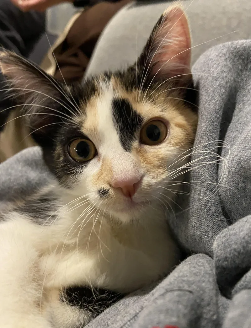 Brownie & Biscotti thumbnail 5