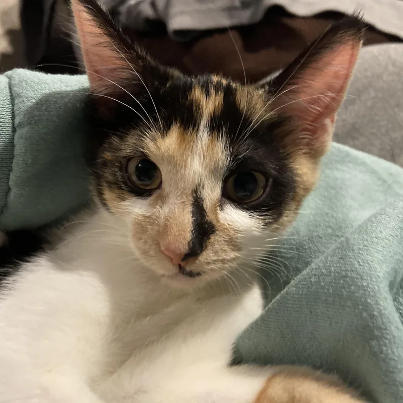 Brownie & Biscotti thumbnail 6