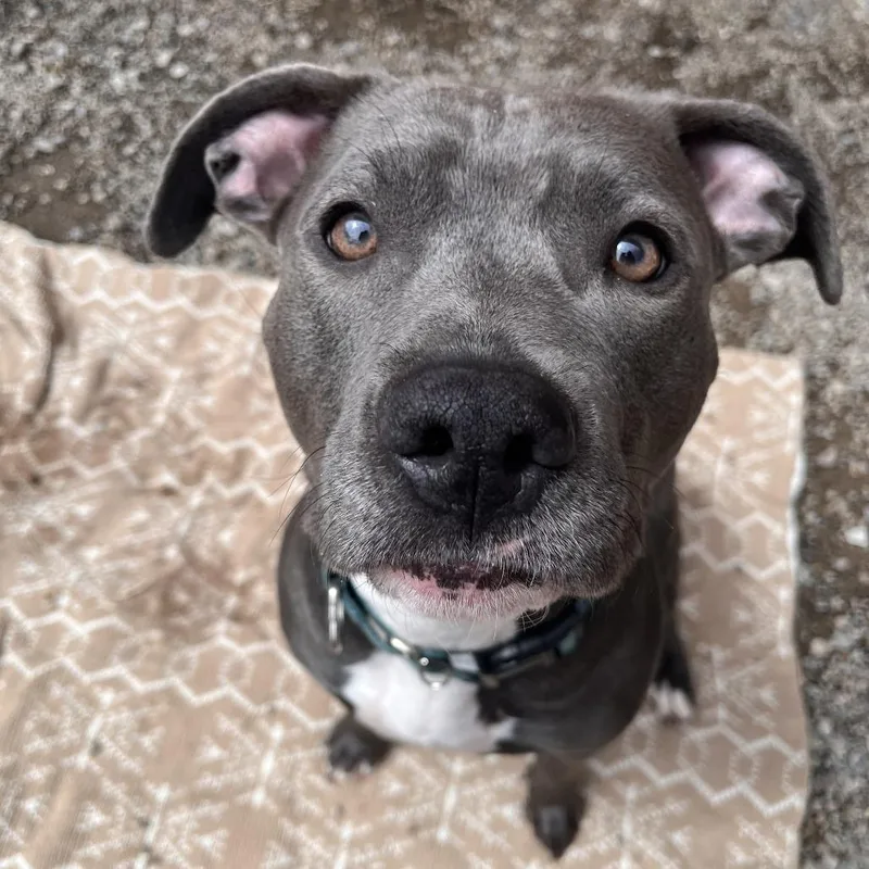 An adult large-sized female Gray / Blue / Silver Mixed Breed dog named Lexi Luna for adoption in Fairport, NY