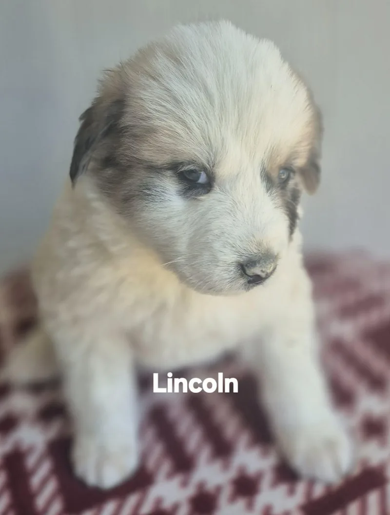 A baby medium-sized male Great Pyrenees dog named Lincoln And Logan for adoption in Media, PA