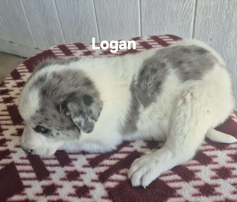 Lincoln And Logan thumbnail 2