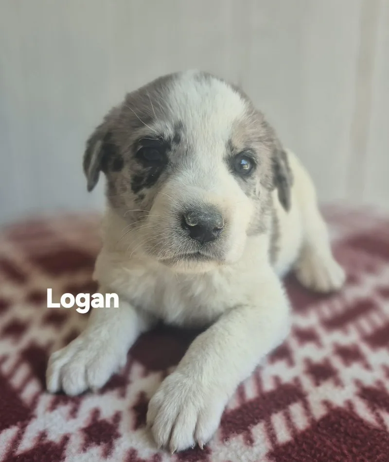 Lincoln And Logan thumbnail 3