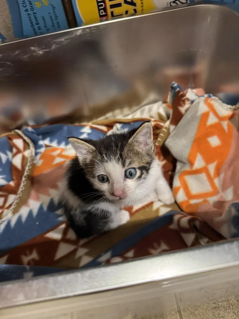 A baby small-sized male Domestic Short Hair cat named Jif for adoption in Springfield, MO