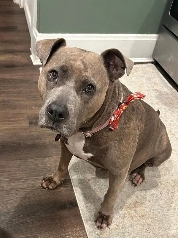 An adult large-sized female Brown / Chocolate Mixed Breed dog named Lizzy for adoption in Cincinnati, OH