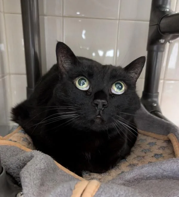 A senior small-sized female Domestic Short Hair cat named Wynona for adoption in Healdsburg, CA