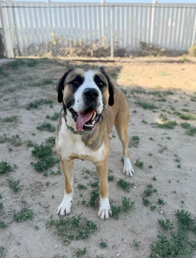 A young medium-sized male Saint Bernard dog named Max for adoption in Windsor, CO