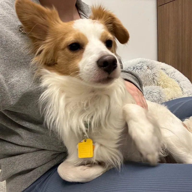 An adult small-sized male White / Cream Mixed Breed dog named Becker for adoption in Naperville, IL