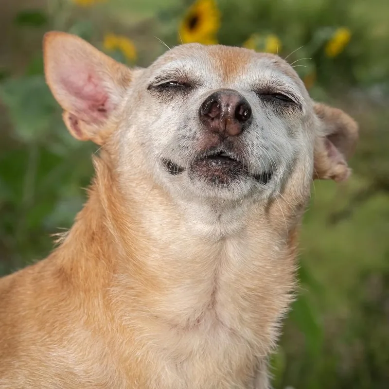 A senior small-sized female White / Cream Chihuahua dog named Joyce Summers for adoption in Allen, TX
