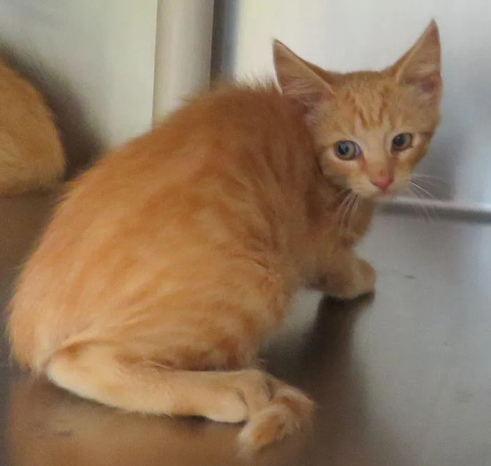 A baby medium-sized female Tabby (Orange / Red) Domestic Short Hair cat named Amelia for adoption in Lexington, VA