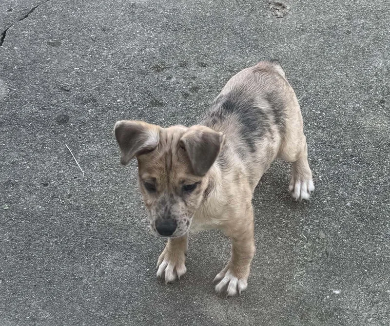 Puppies thumbnail 2