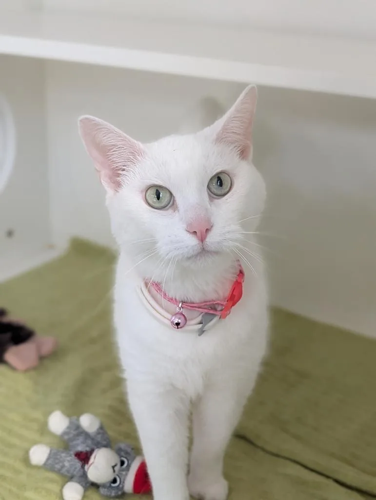 Snowball