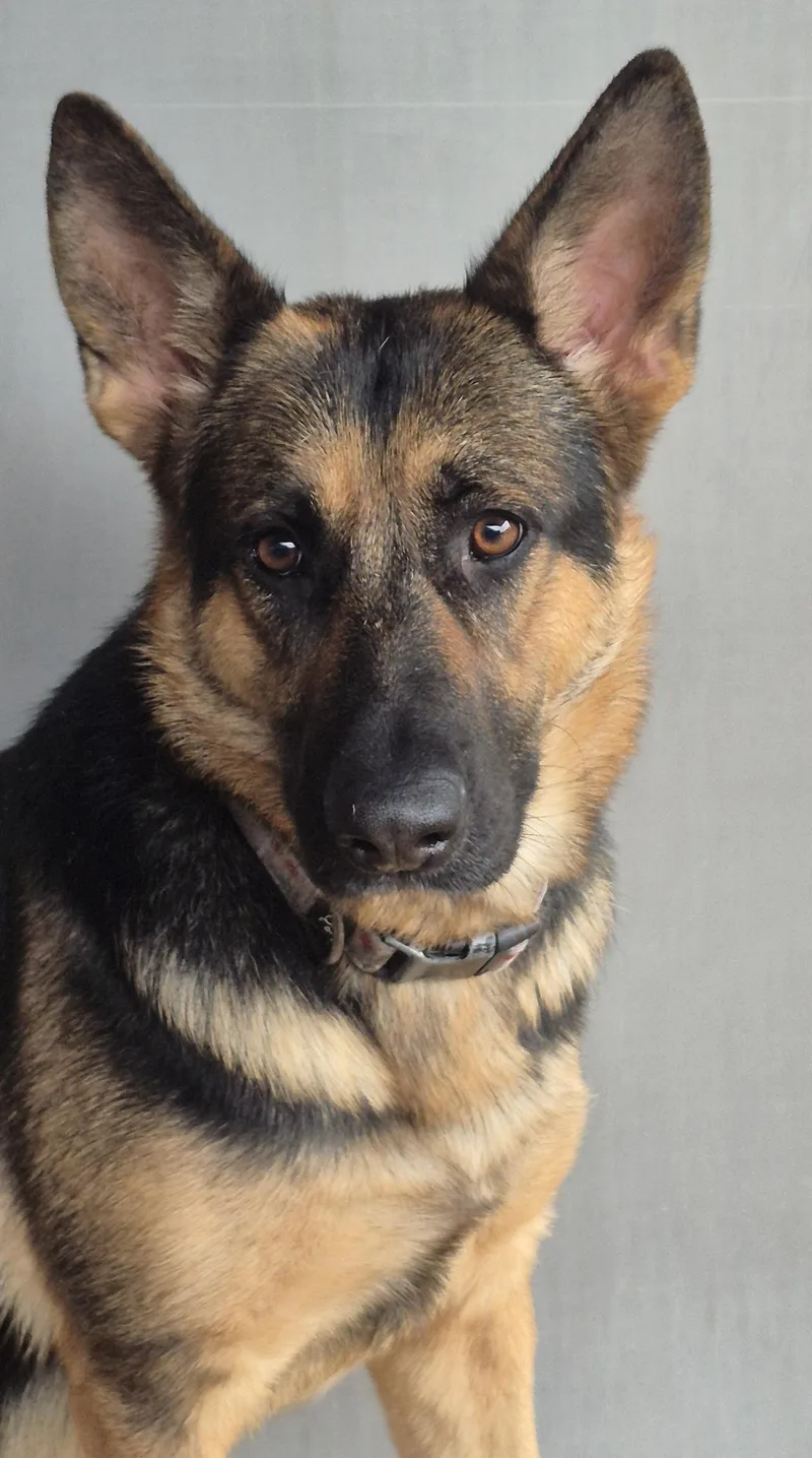 A young medium-sized female German Shepherd Dog dog named Eevee for adoption in Amissville, VA