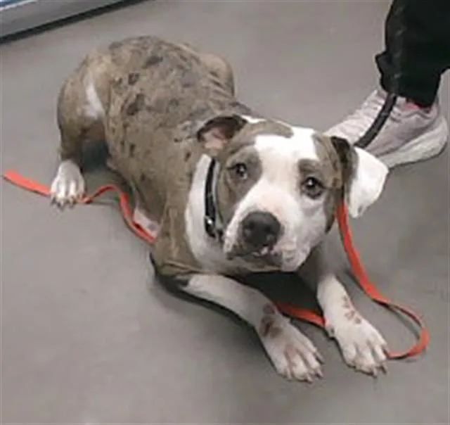 A young large-sized female Pit Bull Terrier dog named Abigail for adoption in Phoenix, AZ