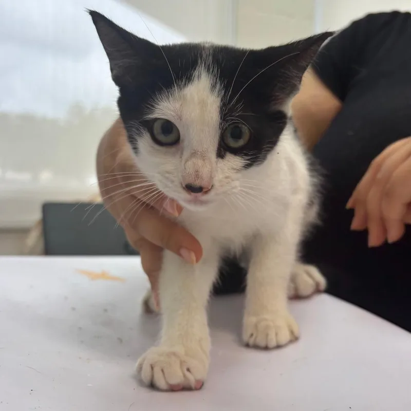A baby small-sized female Black Domestic Short Hair cat named Summer for adoption in Corpus Christi, TX